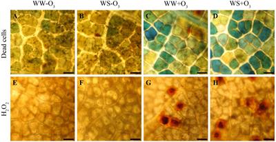 Losing the Warning Signal: Drought Compromises the Cross-Talk of Signaling Molecules in Quercus ilex Exposed to Ozone